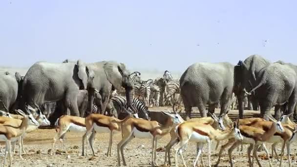 Hotade Afrikanska Elefanter Springbok Och Zebror Etoshas Nationalpark Namibia Afrika — Stockvideo