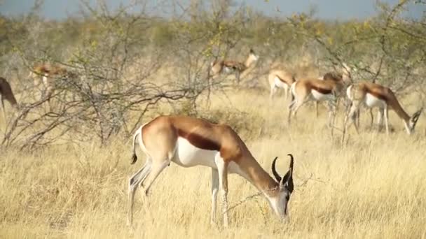 アフリカのナミビアにあるエトーシャ国立公園の裏側にある畑では 雄のスプリングボクスが放牧されています ワイドショット — ストック動画
