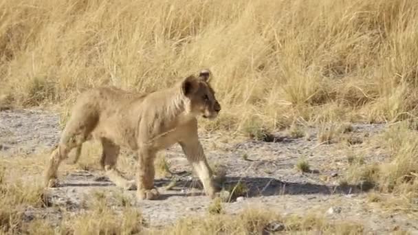 Cachorro León Camina Sobre Sabana Parque Nacional Etosha Namibia África — Vídeo de stock