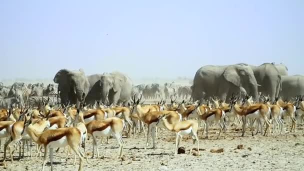 Стадо Спрингбока Африканский Слон Зебры Безлесной Равнине Пылью Животные Национальном — стоковое видео