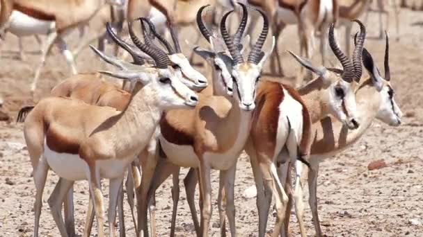Primer Plano Los Springboks Adultos Parque Nacional Etosha Namibia África — Vídeos de Stock