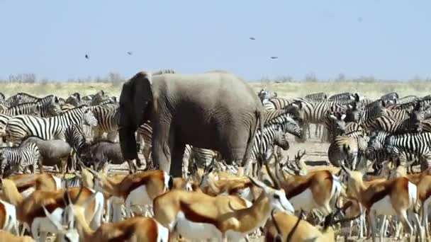 埃托沙国家公园里的野生动物 一只非洲大象站在斯普林博克和泽布拉斯羊群的中间 宽射门 — 图库视频影像
