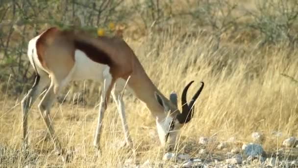 位于纳米比亚埃托沙国家公园的Springbok Grazing Savanna关门了 — 图库视频影像