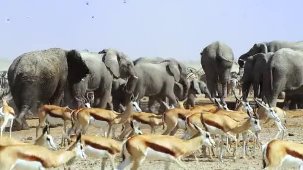 Állatok Csoportja Egy Víznyelőben Etosha Nemzeti Park Belsejében Namíbia Afrika — Stock videók