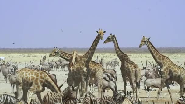 Разнообразие Дикой Природы Национальном Парке Этоша Намибии Африка Широкий Выстрел — стоковое видео