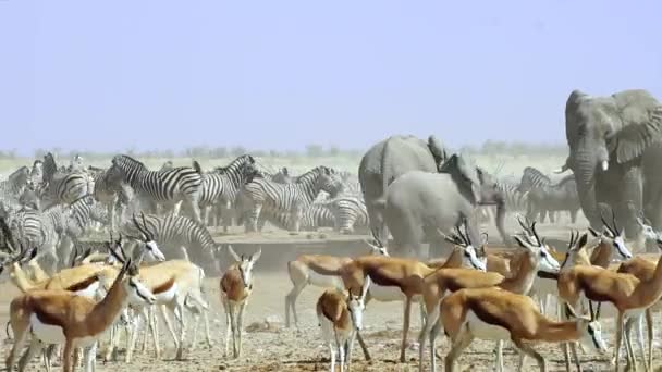 Manada Springbok Cebras Elefantes Reúnen Alrededor Del Abrevadero Parque Nacional — Vídeo de stock