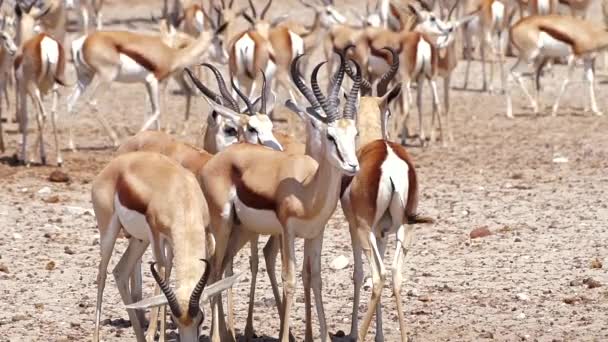 アフリカのナミビアにあるエトーシャ国立公園の太陽の下でスプリングボクスの群れ 近くで静的に — ストック動画