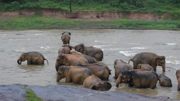 Grande Família Elefantes Asiáticos Relaxante Banho Rio Conservação Dos Animais — Vídeo de Stock