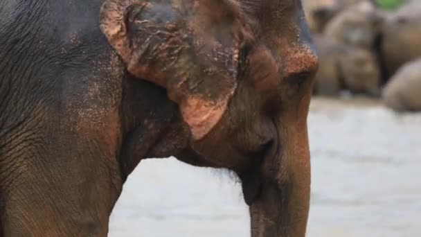 Close Idosos Grandes Elefante Asiático Abanando Orelhas Rebanho Rio Segundo — Vídeo de Stock