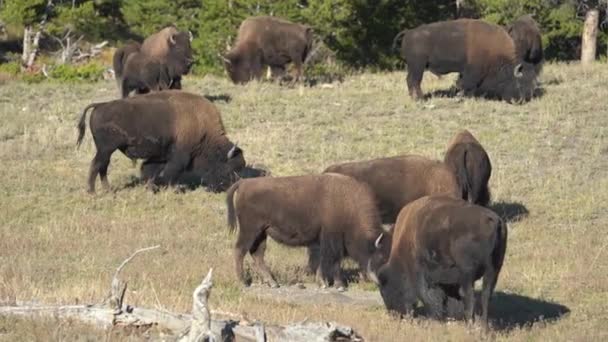 美国怀俄明州黄石公园牧草中的野牛放牧 American Buffalos Natural Habitat Full Frame — 图库视频影像