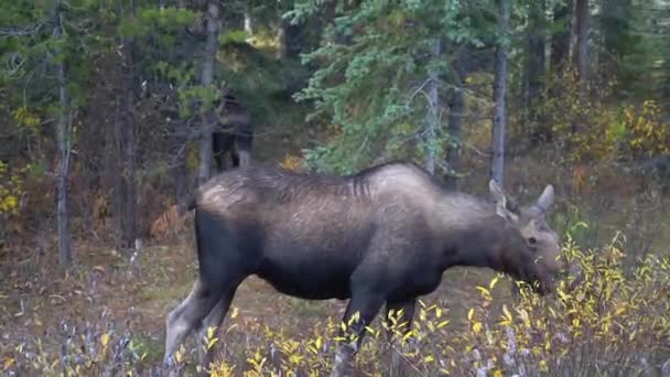 Moose Female Grazing Wilderness Jasper National Park Alberta Canadá Cerca — Vídeos de Stock