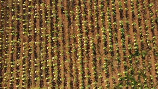Вид Зверху Вниз Урожай Соняшникового Поля — стокове відео