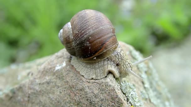 Gartenschnecke Auf Einem Felsen Einem Garten Bei Tageslicht Stock Video — Stockvideo