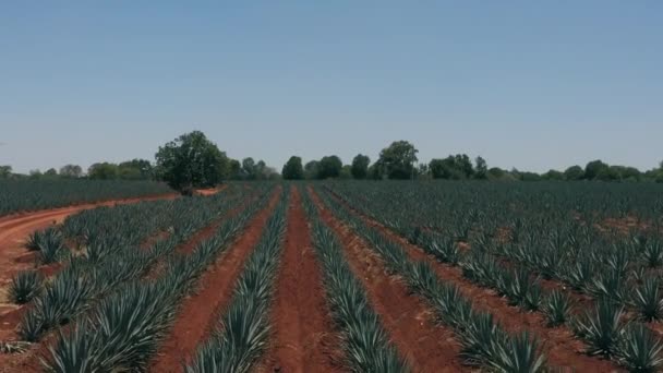 Nagrania Lotnicze Drony Przelatujące Nad Obszarem Farmy Latające Bardzo Nisko — Wideo stockowe