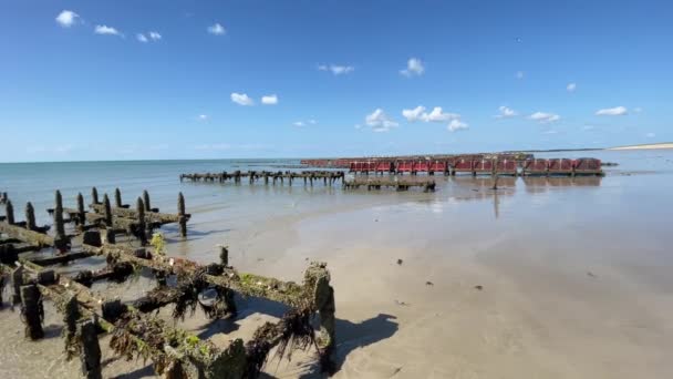 Schöner Strand Meer Granville Frankreich Austern Und Muscheln Auf Stelzen — Stockvideo