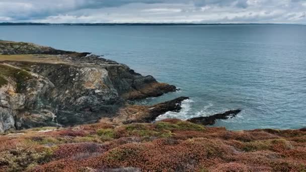 悲観的な日に海岸の海の崖 前に小さな乾燥した花や植物 ブルターニュフランス — ストック動画