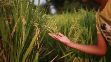 Çocuk oynuyor ve Basmati pirinç tanelerinin kokusunu soluyor.