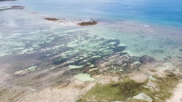 Drone Aéreo Pescadores Que Procuram Frutos Mar Maré Baixa Com — Vídeo de Stock