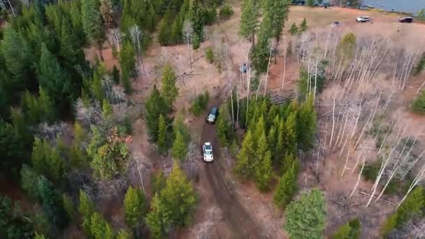 Range Rover Suv Driving Convoy Evergreen Forest — стоковое видео