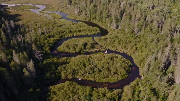 Río Serpenteante Verano Canadiense Rodeado Gran Área Natural Boscosa — Vídeos de Stock