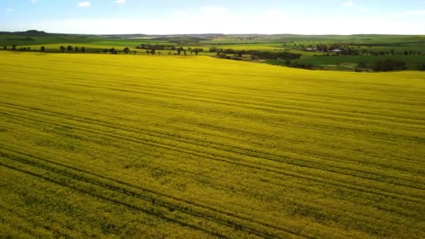 Canola Farm Outskirts Geraldton Western Australia — Stock Video