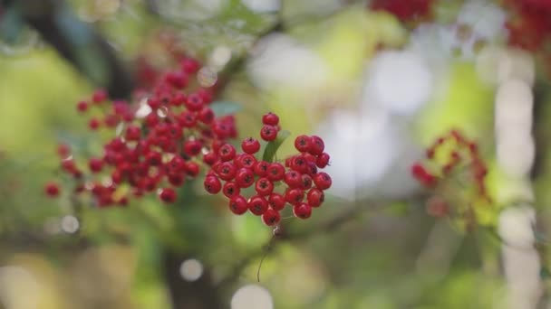 열매는 손상된 가까이 — 비디오