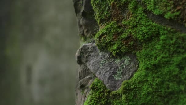 Static View Edge Stone Wall Covered Green Moss Which Beetle — Stock Video