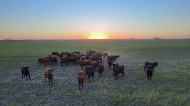 Landschaftsaufnahme Einer Herde Abweichender Angus Rinder Die Präriefeld Die Kamera — Stockvideo