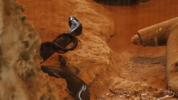 Nero Serpente Riposo Roccia Dentro Zoo Recinzione — Video Stock