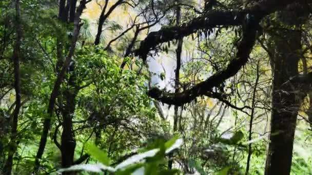 Närbild Skott Tät Skog Och Waihi Vattenfall Bakgrunden Vandringstur — Stockvideo