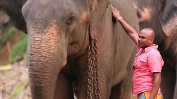 在Kegalle的Pinnawala大象孤儿院 大象脖子上戴着锁链 身边有他的看护者 — 图库视频影像