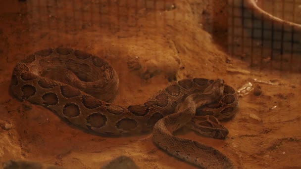 Hnědý Viper Hadi Odpočívající Uvnitř Zoo Uzavření — Stock video