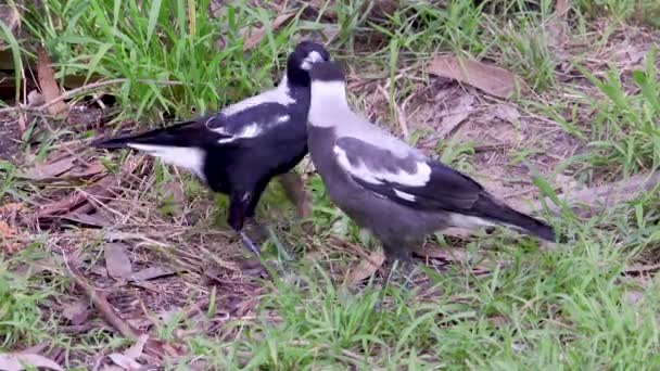 Pájaro Urraca Adulto Alimentando Bebé Joven Urraca Paisajes Comida Del — Vídeo de stock