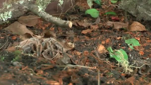 Přední Pohled Zblízka Chůze Tarantula — Stock video