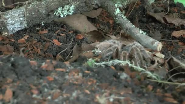 Vista Frontale Vicino Camminare Tarantula — Video Stock