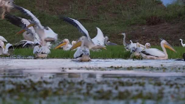 Bílí pelikáni přiletí, aby se připojili k velkému hejnu, které řídí hejno ryb v krmeném šílenství s šedými volavkami, malými Egrety a kormorány, kteří se připojují k jezeru Kerkini v severním Řecku