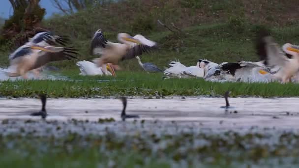 Vita Pelikaner Flyger För Att Med Stor Flock Som Kör — Stockvideo