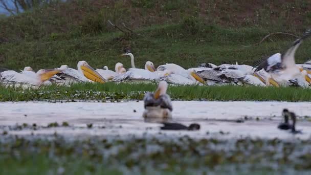 Vita Pelikaner Flyger För Att Med Stor Flock Som Kör — Stockvideo