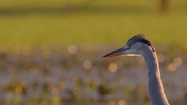 Close Grey Heron Patiently Waiting Prey Come Hunting Flooded Meadow — Stock Video