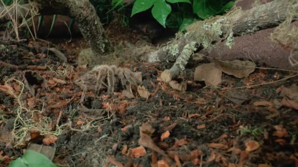 Vista Frontale Vicino Camminare Tarantula — Video Stock