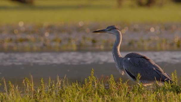 Grey Heron Patiently Waiting Prey Come Hunting Flooded Meadow Warm — Stock Video