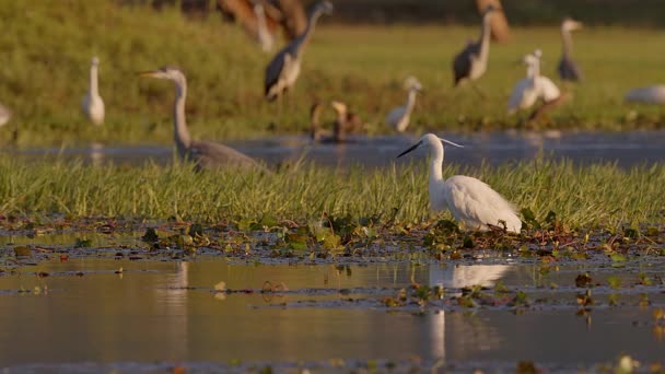 Een Beetje Zilverreiger Jagen Samen Met Honderden Andere Vogels Bij — Stockvideo