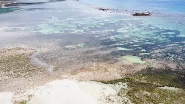 遠く熱帯の島には美しいサンゴ礁と砂州があり 干潮時には魚介類を採餌する一人の漁師の静的な空中ドローン — ストック動画