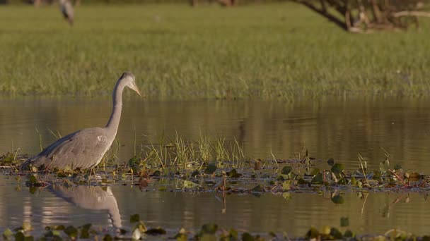 Een Grijze Reiger Wacht Geduldig Prooi Mee Zwemmen Jagen Een — Stockvideo