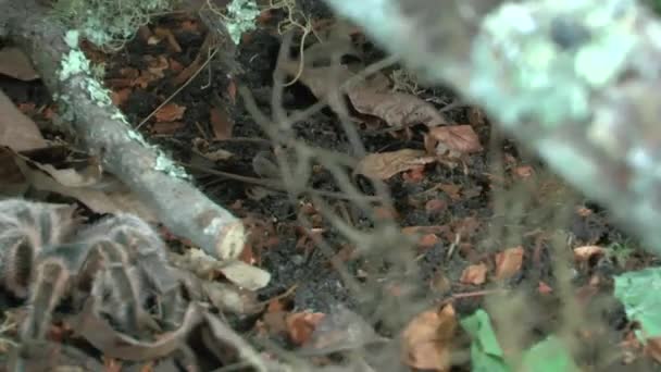 Μπροστά Από Κοντά Θέα Του Περπατήματος Tarantula — Αρχείο Βίντεο