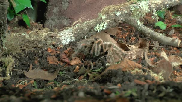 Μπροστά Από Κοντά Θέα Του Περπατήματος Tarantula — Αρχείο Βίντεο