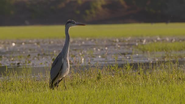 Grey Heron Hunting Flooded Meadow Warm Early Morning Golden Hour — Stock Video