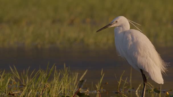 Little Egret Hunting Flooded Meadow Warm Early Morning Golden Hour — Stock Video