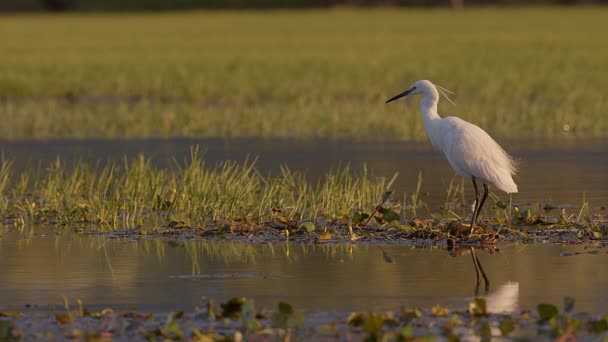 Little Egret Hunting Warm Early Morning Golden Hour Lake Kerkini — Stock Video