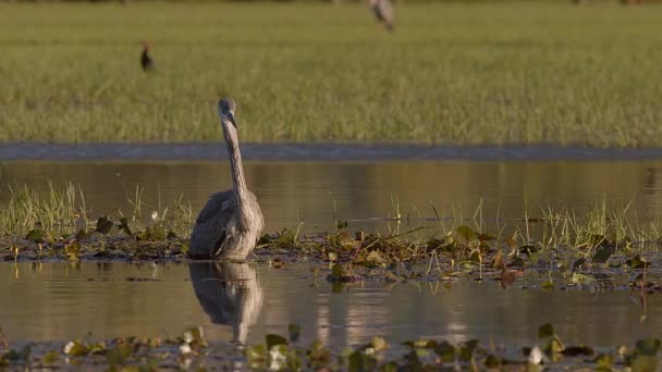 Grey Heron Stalking Water Patiently Waits Prey Swim Hunting Flooded — Stock Video